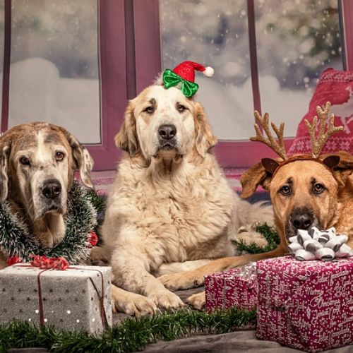 Cadeaux pour chien : 22 idées originales pour lui faire plaisir